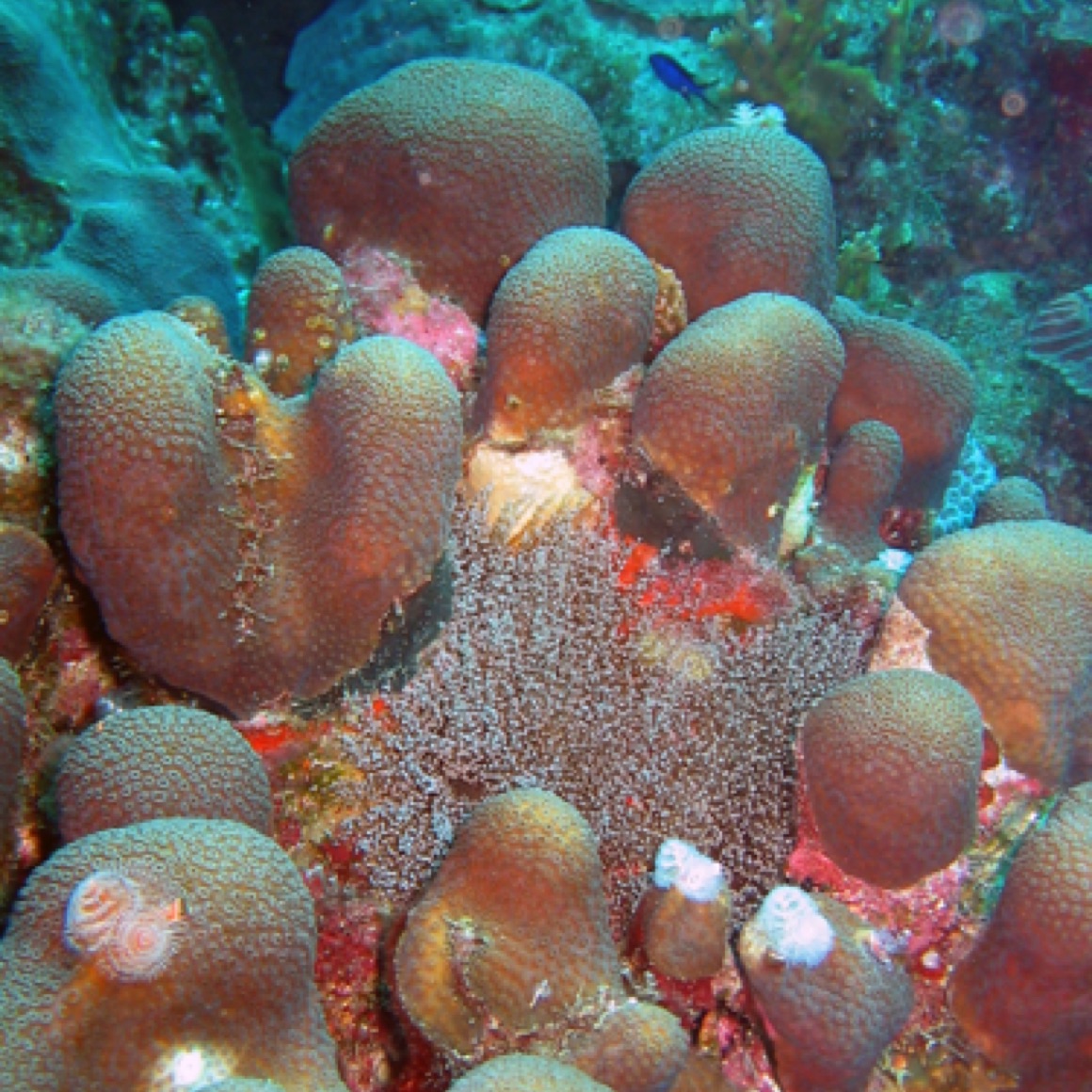 Cool coral